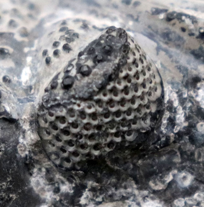 まさにメガサイズ、カーブ計測で148ミリという特大の三葉虫、ドロトプス・メガロマニクス(Drotops megalomanicus)の化石(その10)