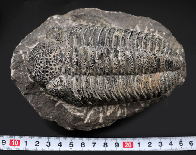まさにメガサイズ、カーブ計測で１４８ミリという特大の三葉虫、ドロトプス・メガロマニクス（Drotops megalomanicus）の化石（その11）