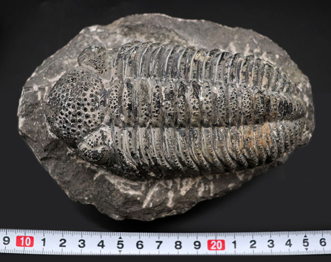 まさにメガサイズ、カーブ計測で148ミリという特大の三葉虫、ドロトプス・メガロマニクス(Drotops megalomanicus)の化石(その11)