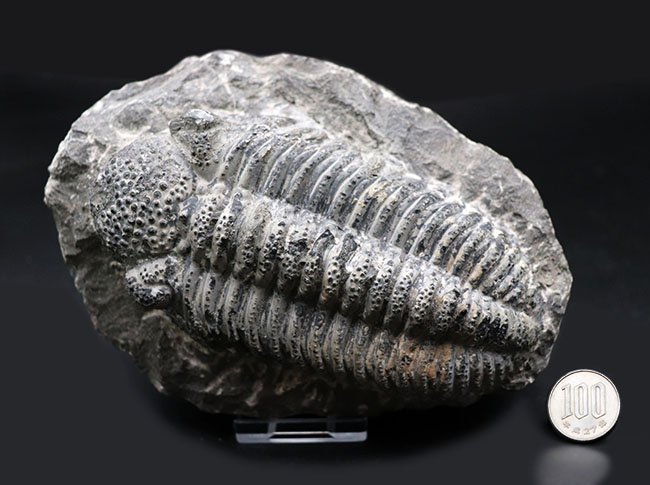 まさにメガサイズ、カーブ計測で１４８ミリという特大の三葉虫、ドロトプス・メガロマニクス（Drotops megalomanicus）の化石（その12）