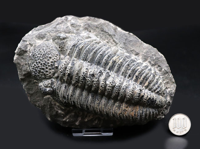 まさにメガサイズ、カーブ計測で148ミリという特大の三葉虫、ドロトプス・メガロマニクス(Drotops megalomanicus)の化石(その12)