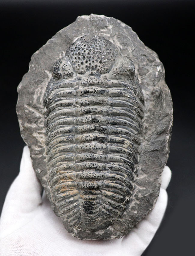 まさにメガサイズ、カーブ計測で１４８ミリという特大の三葉虫、ドロトプス・メガロマニクス（Drotops megalomanicus）の化石（その2）