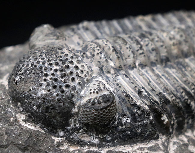 まさにメガサイズ、カーブ計測で148ミリという特大の三葉虫、ドロトプス・メガロマニクス(Drotops megalomanicus)の化石(その3)