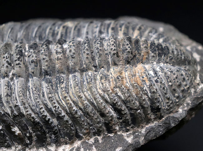 まさにメガサイズ、カーブ計測で148ミリという特大の三葉虫、ドロトプス・メガロマニクス(Drotops megalomanicus)の化石(その4)