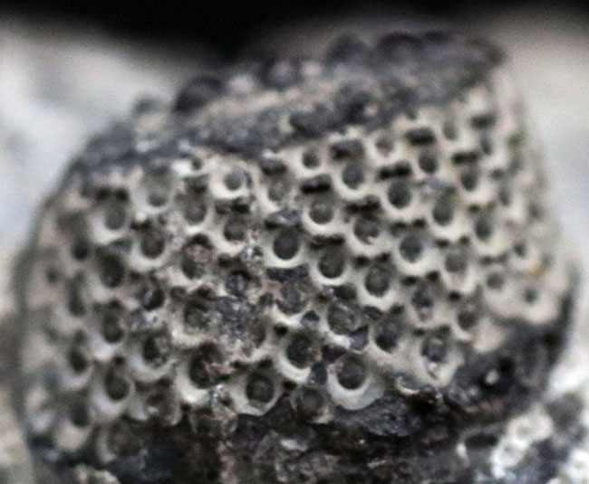 まさにメガサイズ、カーブ計測で148ミリという特大の三葉虫