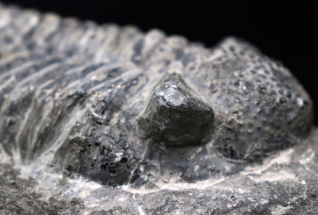 まさにメガサイズ、カーブ計測で148ミリという特大の三葉虫、ドロトプス・メガロマニクス(Drotops megalomanicus)の化石(その6)