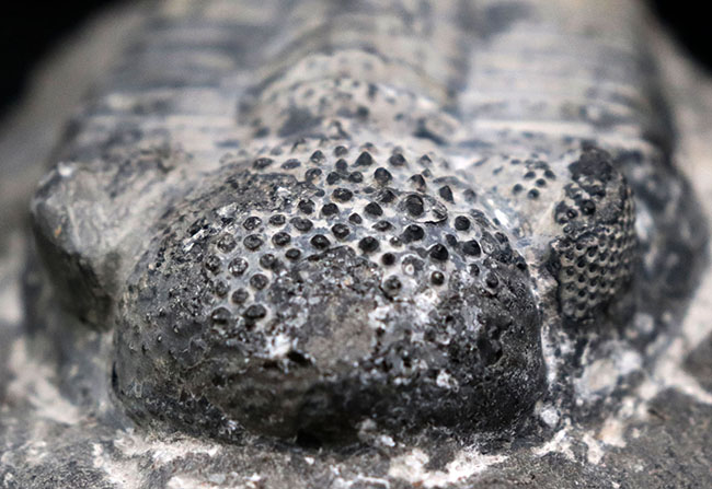まさにメガサイズ、カーブ計測で148ミリという特大の三葉虫、ドロトプス・メガロマニクス(Drotops megalomanicus)の化石(その7)