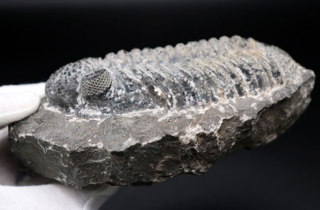 まさにメガサイズ、カーブ計測で148ミリという特大の三葉虫、ドロトプス・メガロマニクス(Drotops megalomanicus)の化石(その8)