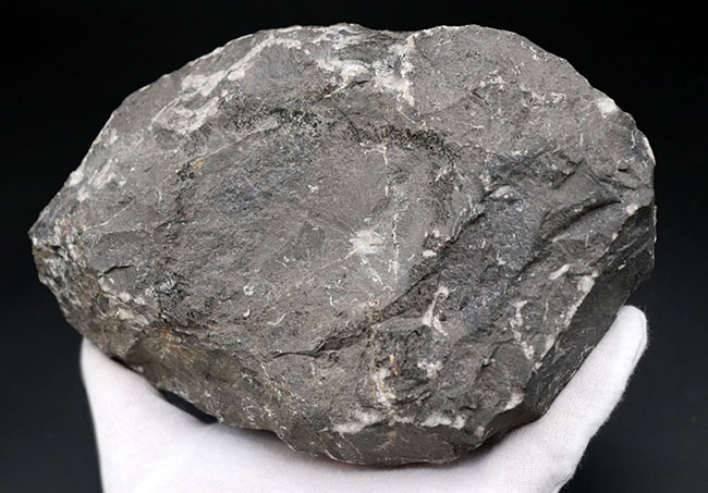 まさにメガサイズ、カーブ計測で148ミリという特大の三葉虫、ドロトプス・メガロマニクス(Drotops megalomanicus)の化石(その9)