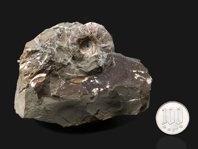 サービスプライス！北海道天塩中川産アンモナイト、ゴードリセラス