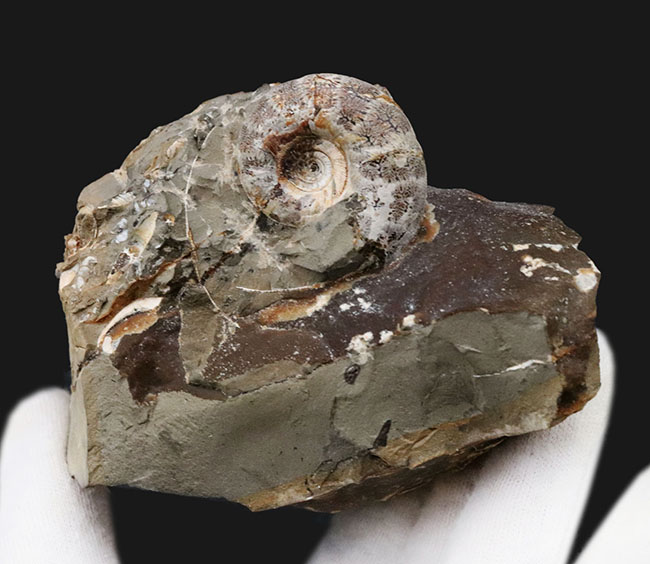 サービスプライス！北海道天塩中川産アンモナイト、ゴードリセラス