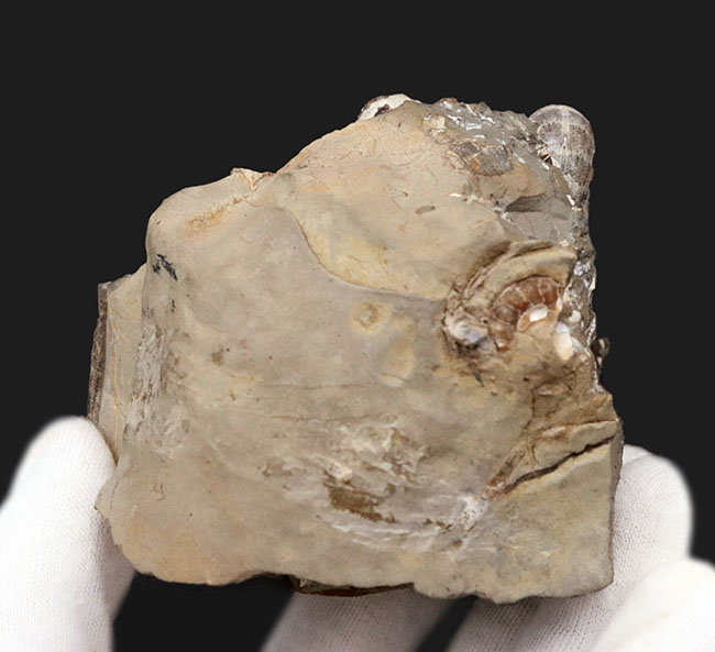 サービスプライス！北海道天塩中川産アンモナイト、ゴードリセラス