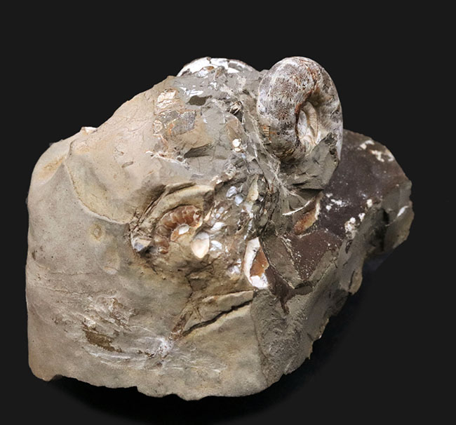 サービスプライス！北海道天塩中川産アンモナイト、ゴードリセラス