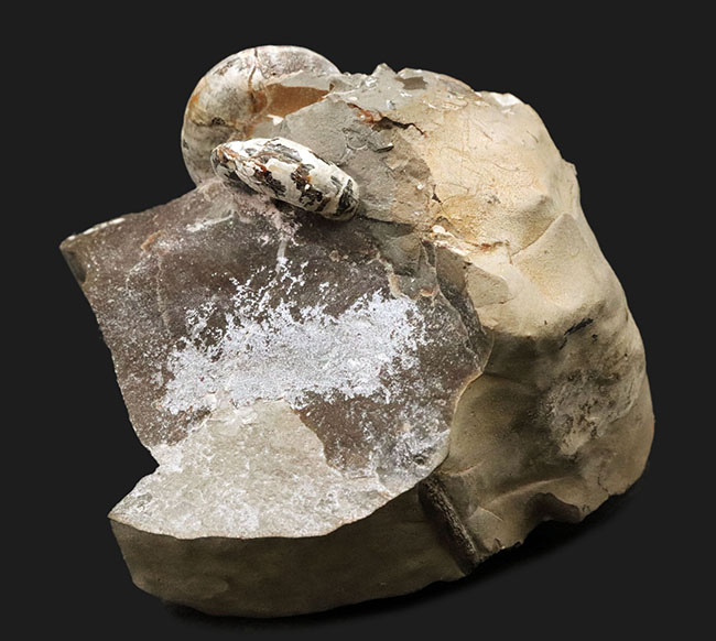 サービスプライス！北海道天塩中川産アンモナイト