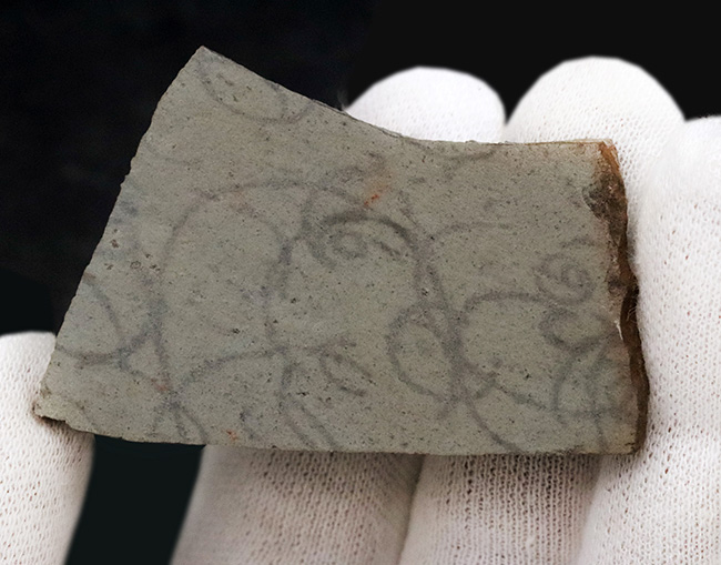 生物の起源の一つ、いまだ全貌が解明されていない20億年以上前のバクテリアのグリパニア(Grypania)の化石(その2)