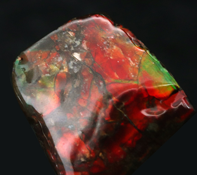 濃く深いレッド、差し色にグリーンも!約8000万年前の海洋生物が宝石化したアンモライト(Ammolite)の天然原石(その3)