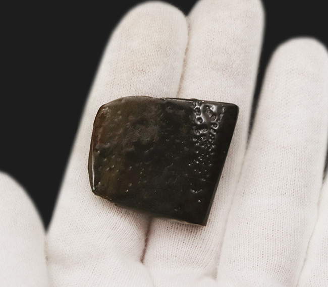 濃く深いレッド、差し色にグリーンも!約8000万年前の海洋生物が宝石化したアンモライト(Ammolite)の天然原石(その5)