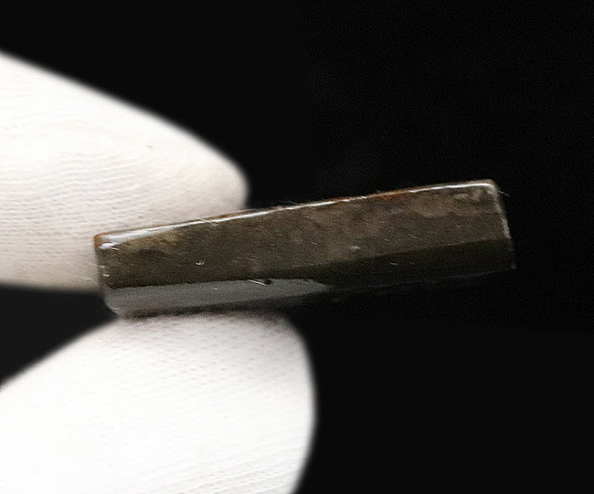 濃く深いレッド、差し色にグリーンも!約8000万年前の海洋生物が宝石化したアンモライト(Ammolite)の天然原石(その6)