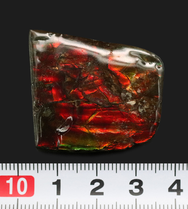 濃く深いレッド、差し色にグリーンも!約8000万年前の海洋生物が宝石化したアンモライト(Ammolite)の天然原石(その7)