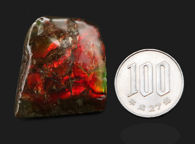 濃く深いレッド、差し色にグリーンも!約8000万年前の海洋生物が宝石化したアンモライト(Ammolite)の天然原石(その8)