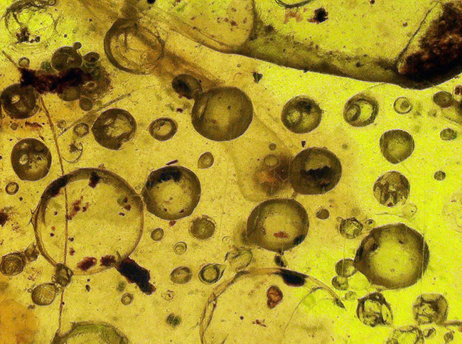 驚異的な大きさ、7センチ、バーマイト(Burmite)過去取扱品の中で最大!約1億年前の恐竜時代の琥珀(その3)