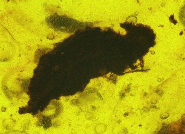 驚異的な大きさ、7センチ、バーマイト(Burmite)過去取扱品の中で最大!約1億年前の恐竜時代の琥珀(その5)