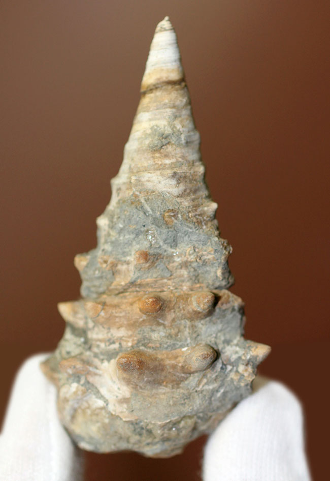 トゲトゲの愛らしい姿が人気!絶滅巻き貝ビカリア(Vicarya sp.)。日本列島創生の頃の標本。(その11)