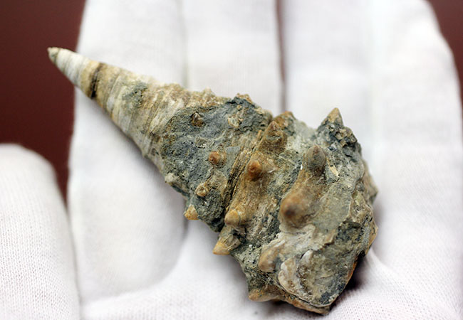 トゲトゲの愛らしい姿が人気!絶滅巻き貝ビカリア(Vicarya sp.)。日本列島創生の頃の標本。(その5)