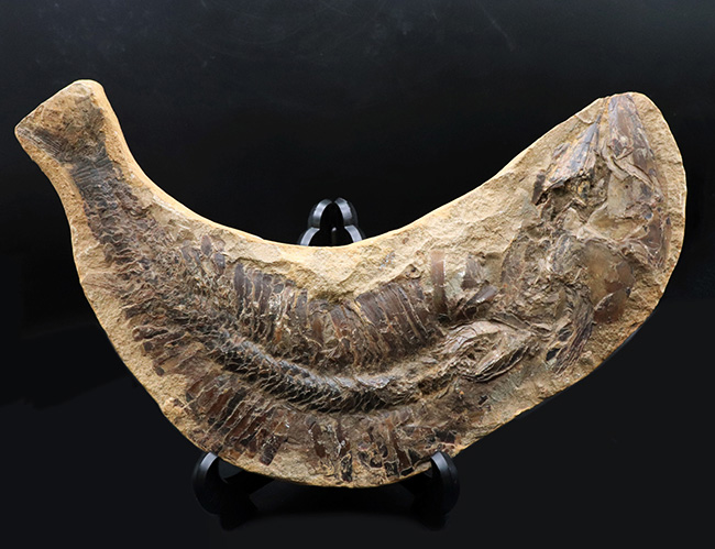 カーブ計測で４６センチ！鋭い吻部と分厚い鱗が保存された、およそ１億年前の魚類、アスピドリンクスの化石（その1）