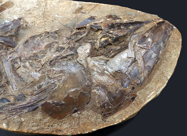 アスピドリンカスの化石(50cmくらい)