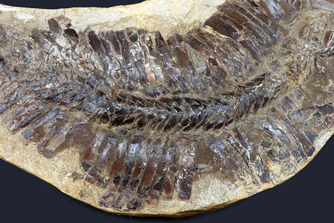 カーブ計測で４６センチ！鋭い吻部と分厚い鱗が保存された、およそ１億年前の魚類、アスピドリンクスの化石（その4）