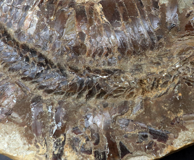 カーブ計測で４６センチ！鋭い吻部と分厚い鱗が保存された、およそ１億年前の魚類、アスピドリンクスの化石（その5）
