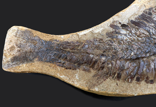 カーブ計測で４６センチ！鋭い吻部と分厚い鱗が保存された、およそ１億年前の魚類、アスピドリンクスの化石（その6）