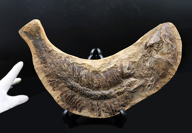カーブ計測で４６センチ！鋭い吻部と分厚い鱗が保存された、およそ１億年前の魚類、アスピドリンクスの化石（その7）