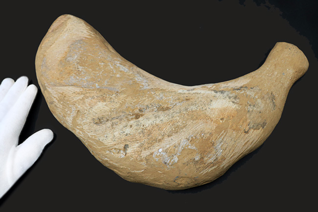 カーブ計測で４６センチ！鋭い吻部と分厚い鱗が保存された、およそ１億年前の魚類、アスピドリンクスの化石（その8）