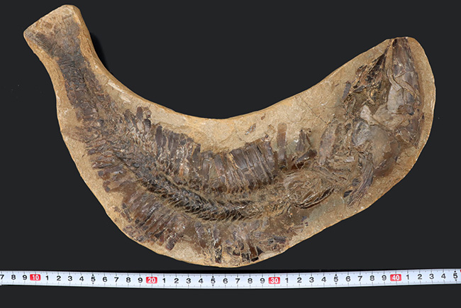 カーブ計測で４６センチ！鋭い吻部と分厚い鱗が保存された、およそ１億年前の魚類、アスピドリンクスの化石（その9）