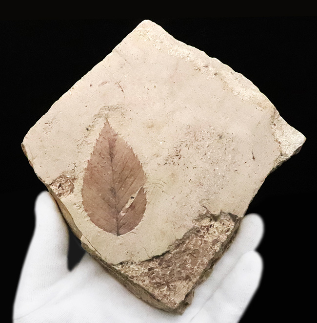 国内マニアック化石シリーズ！秋田・湯沢が伝える“1000万年前の森”　ケヤキ類の葉化石（その1）