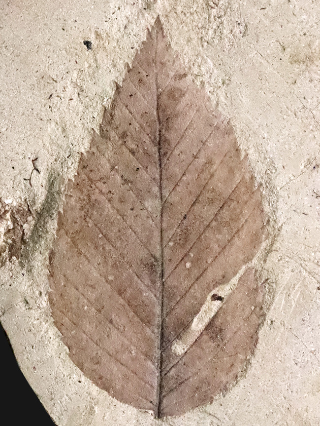 国内マニアック化石シリーズ！秋田・湯沢が伝える“1000万年前の森”　ケヤキ類の葉化石（その2）