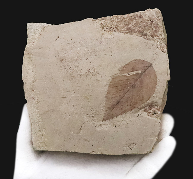 国内マニアック化石シリーズ！秋田・湯沢が伝える“1000万年前の森”　ケヤキ類の葉化石（その3）