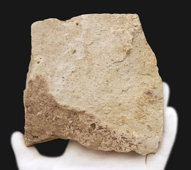 国内マニアック化石シリーズ！秋田・湯沢が伝える“1000万年前の森”　ケヤキ類の葉化石（その4）