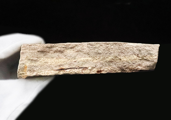 国内マニアック化石シリーズ！秋田・湯沢が伝える“1000万年前の森”　ケヤキ類の葉化石（その5）