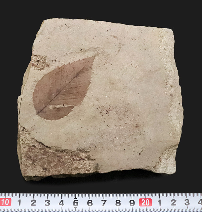 国内マニアック化石シリーズ！秋田・湯沢が伝える“1000万年前の森”　ケヤキ類の葉化石（その6）