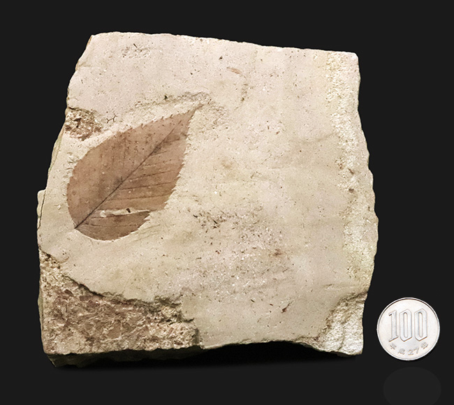 国内マニアック化石シリーズ！秋田・湯沢が伝える“1000万年前の森”　ケヤキ類の葉化石（その7）