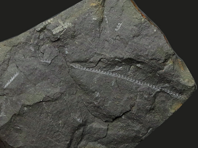 マニアック化石!明瞭なラインを確認可能!古生代の絶滅生物、フデイシの仲間、モノグラプタス(Monograptus lobiterus)の群集化石(その2)