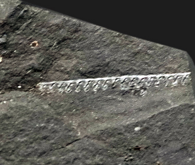 送料無料　コレクター放出　大変珍しい鑑賞石　★大珍品★ ジ・オールドコレクション！大切にしてくださるコレクターを募集