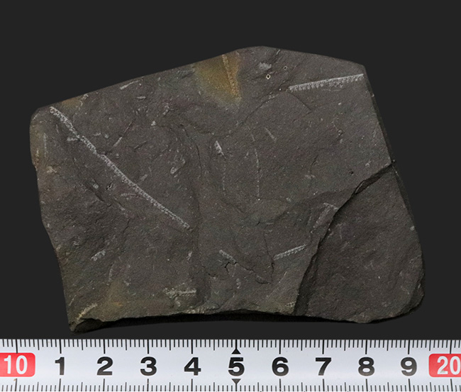 マニアック化石！明瞭なラインを確認可能！古生代の絶滅生物、フデイシの仲間、モノグラプタス（Monograptus lobiterus）の群集化石（その6）
