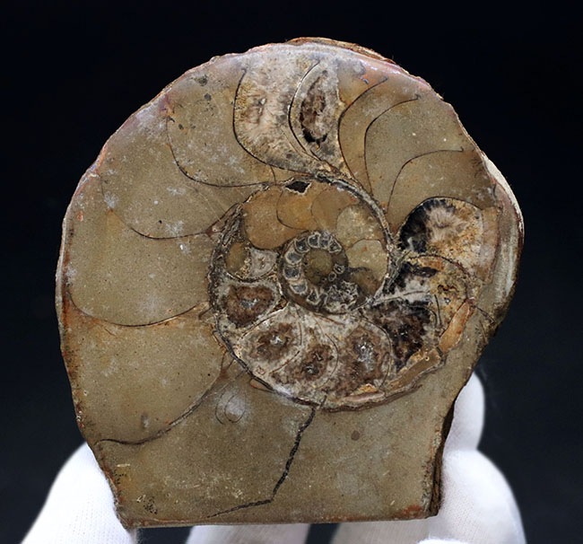 ジ・オールドコレクション。現在では珍しいメキシコはユカタン半島で採集された１９８９年に入手された旧きアンモナイト（Ammonite）（その1）