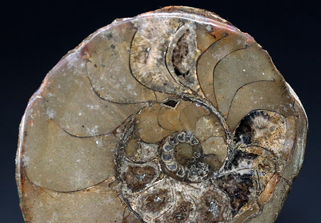 ジ・オールドコレクション。現在では珍しいメキシコはユカタン半島で採集された１９８９年に入手された旧きアンモナイト（Ammonite）（その2）