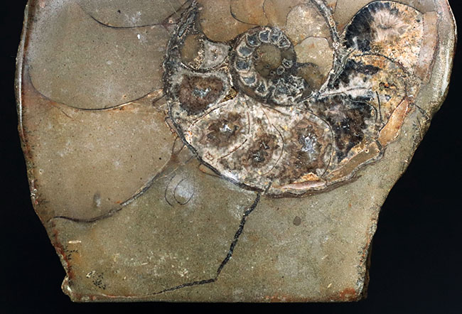 ジ・オールドコレクション。現在では珍しいメキシコはユカタン半島で採集された１９８９年に入手された旧きアンモナイト（Ammonite）（その3）