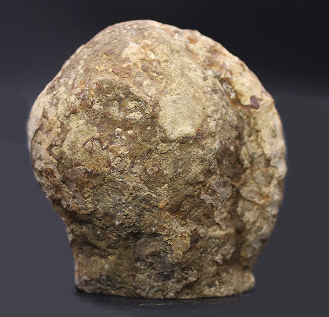 ジ・オールドコレクション。現在では珍しいメキシコはユカタン半島で採集された１９８９年に入手された旧きアンモナイト（Ammonite）（その5）